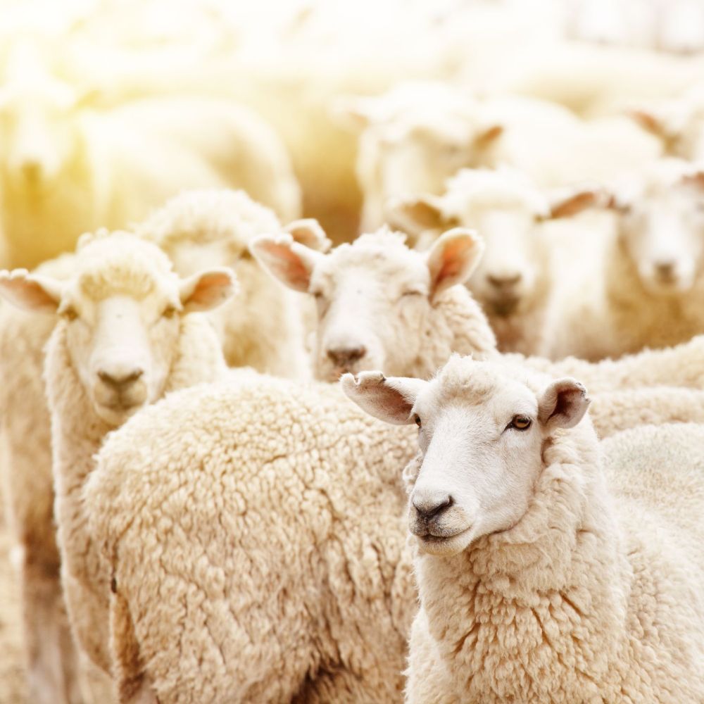 Fred & Richie's Farm Cleanliness