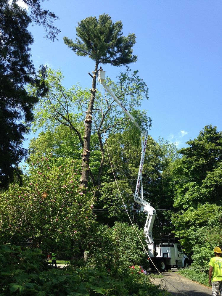 East Greenwich Tree Service Inc - East Greenwich Affordability