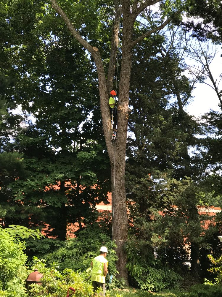 East Greenwich Tree Service Inc - East Greenwich Organization