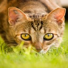 A Precious Pet Resort Cleanliness