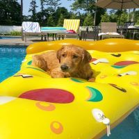 Dog Town NY - Southold Affordability