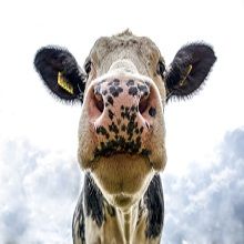 Cowtown Feed & Livestock - Gallup Establishment