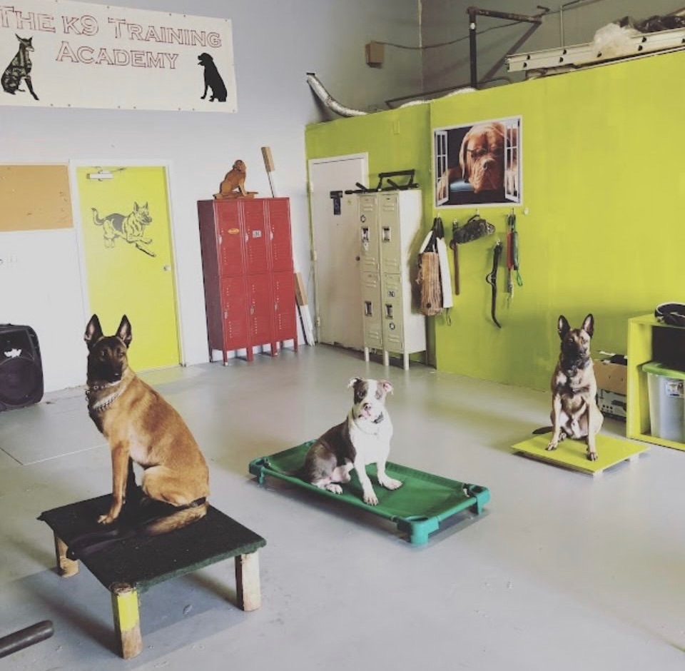 The K9 Training Academy West Palm Beach - West Palm Beach Convenience