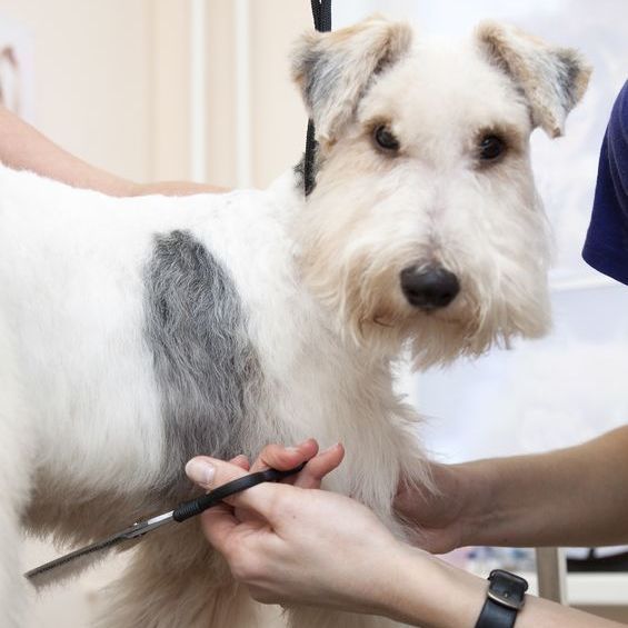 Bradenton DogStars LLC - Bradenton Appointments