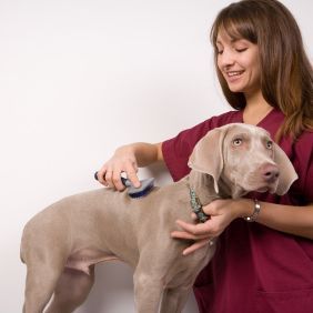 Bradenton DogStars LLC - Bradenton Availability