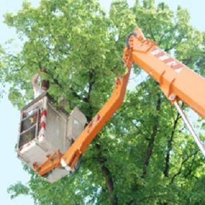 Dennis Tree Service - Montevallo Information