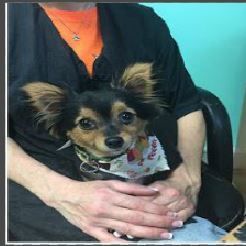 Grooming By Jessie - Old Bridge Informative