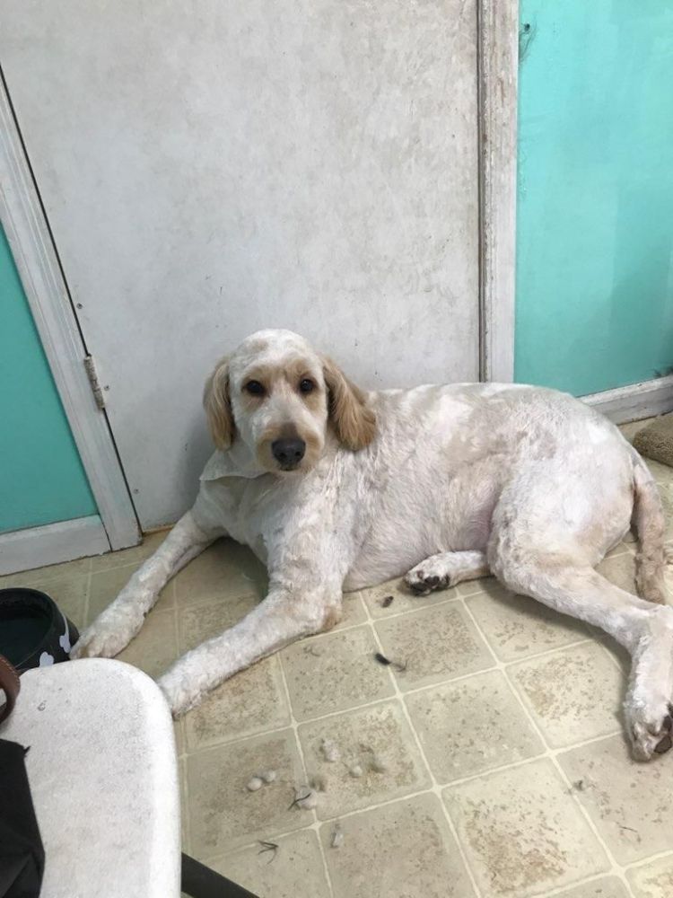 Grooming By Jessie Old Bridge Service Pet Grooming