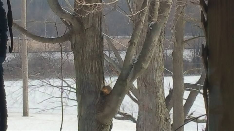 AAA Appraisal Service Thumbnails