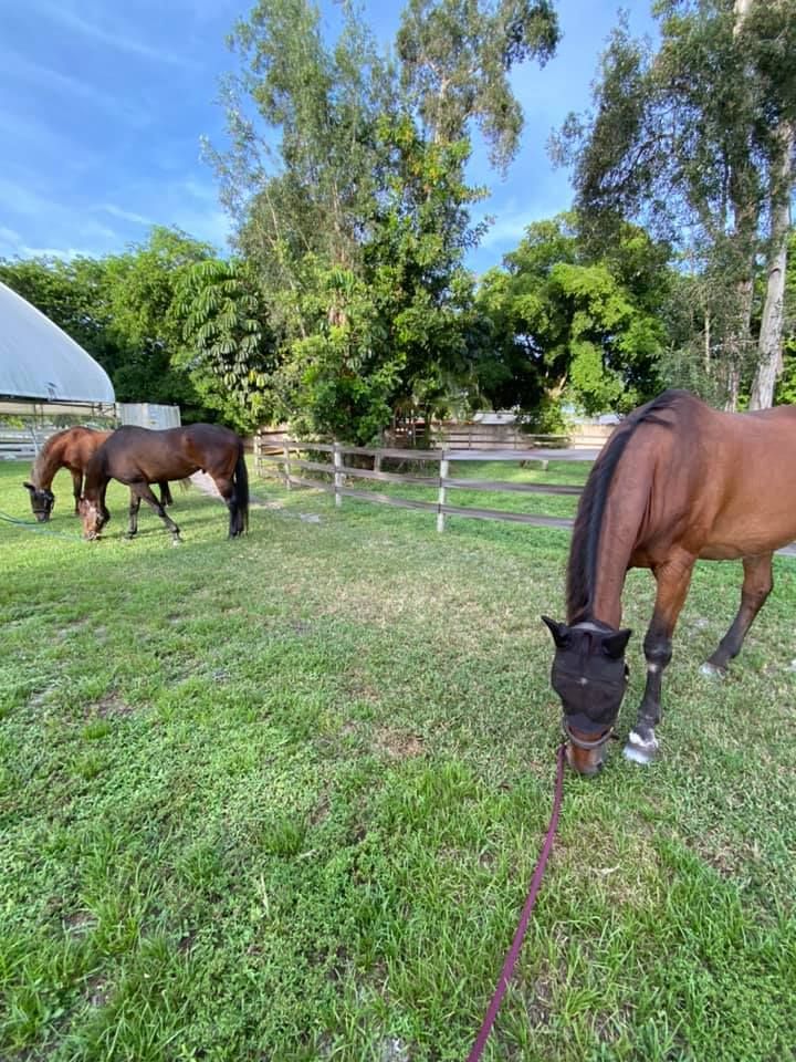 Johnsons Folly Horse Farm - Delray Beach Wheelchairs