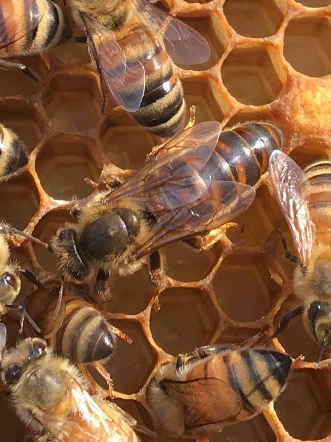 Combs Bee Farm - Milford Center Slider 1