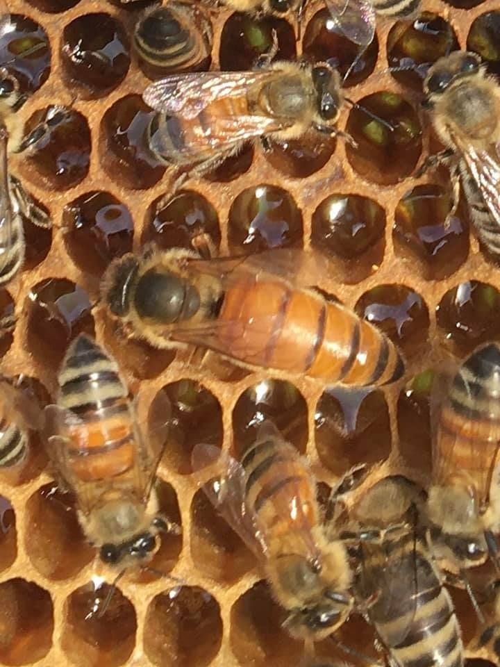 Combs Bee Farm - Milford Center Slider 2