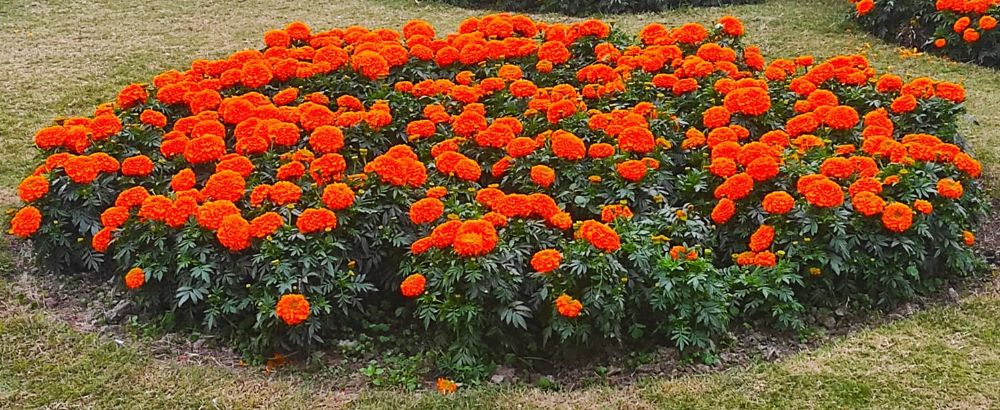 Bagh-e-Jinnah - Lahore Webpagedepot