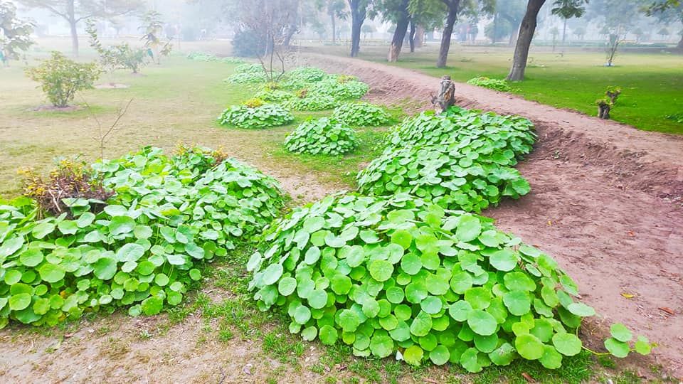 Bagh-e-Jinnah - Lahore Organization