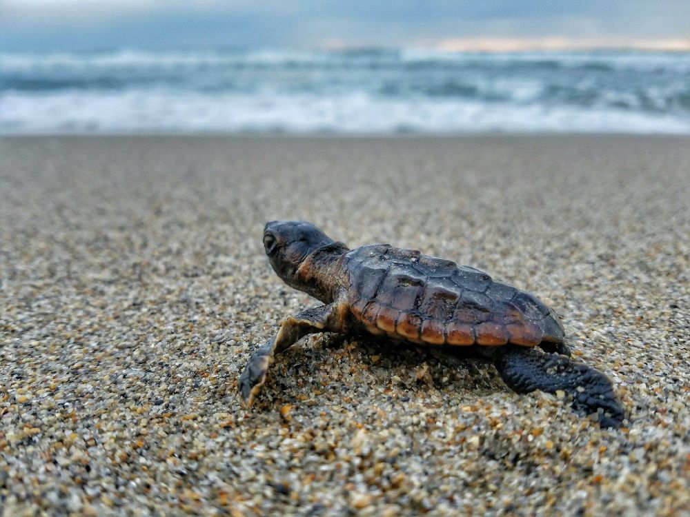 Marriott's Oceana Palms - Riviera Beach Wheelchairs