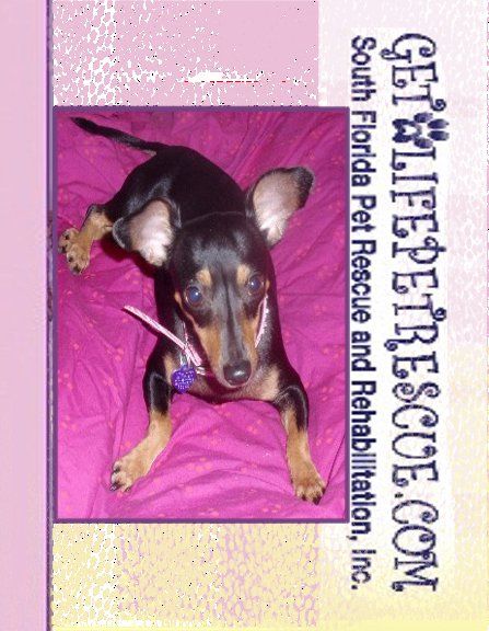 Chesed Dog & Cat Rescue - Boca Raton Thumbnails