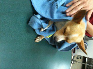 Chesed Dog & Cat Rescue - Boca Raton Reasonably