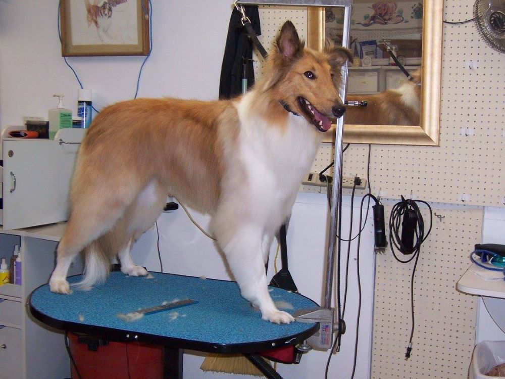 Carol's Pretty Pets Salon - Topeka Assistance