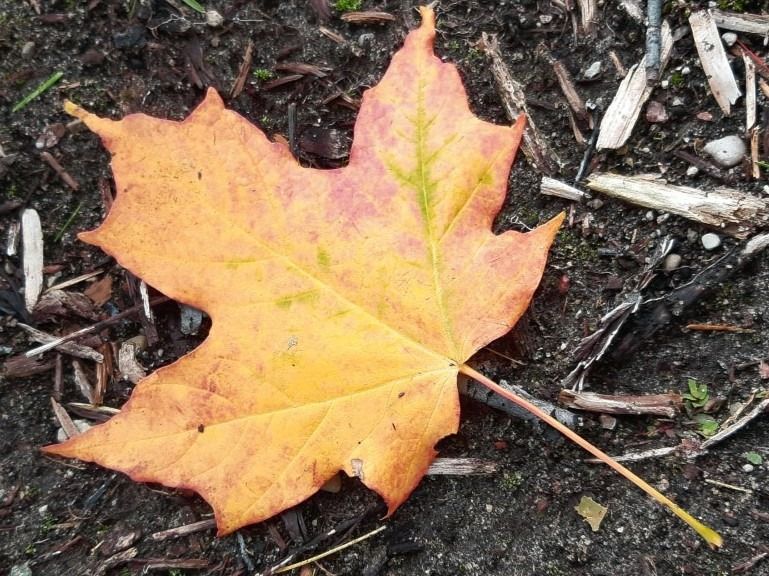 McFadden Cottages - Wasaga Beach Comfortable