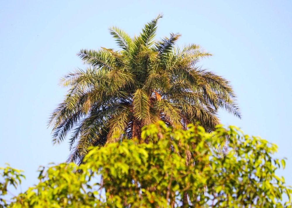 Bagh-e-Jinnah - Lahore Regulations