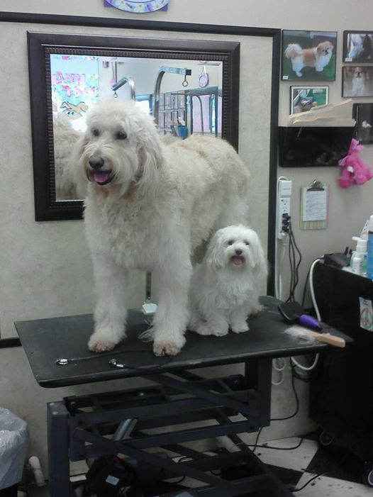 TNT Grooming - Boca Raton Combination