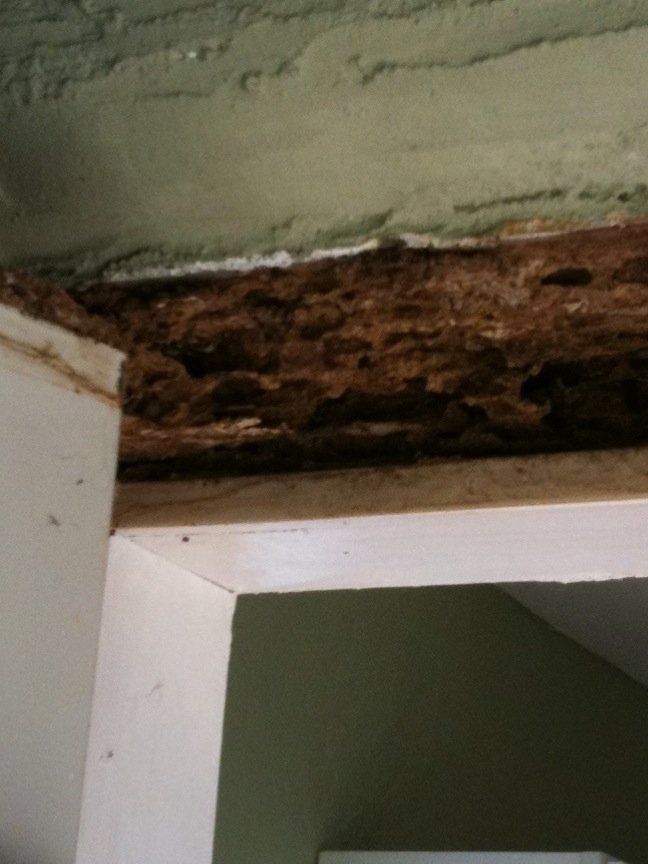 Tropical Pest Management - West Palm Beach Combination