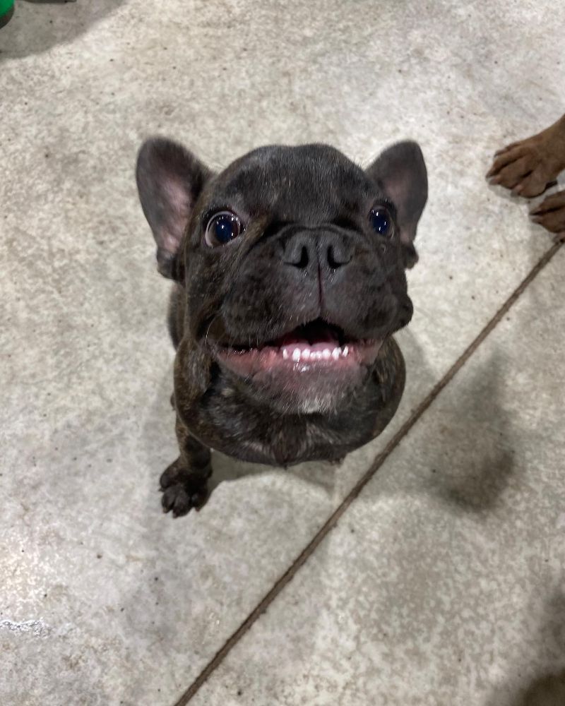 Wild Paws - Ankeny Information