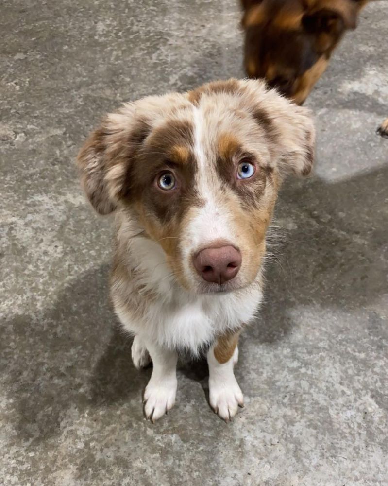 Wild Paws - Ankeny Atmosphere