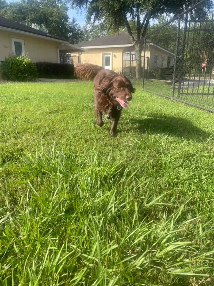 Happy Dog Inn - Green Cove Springs Positively