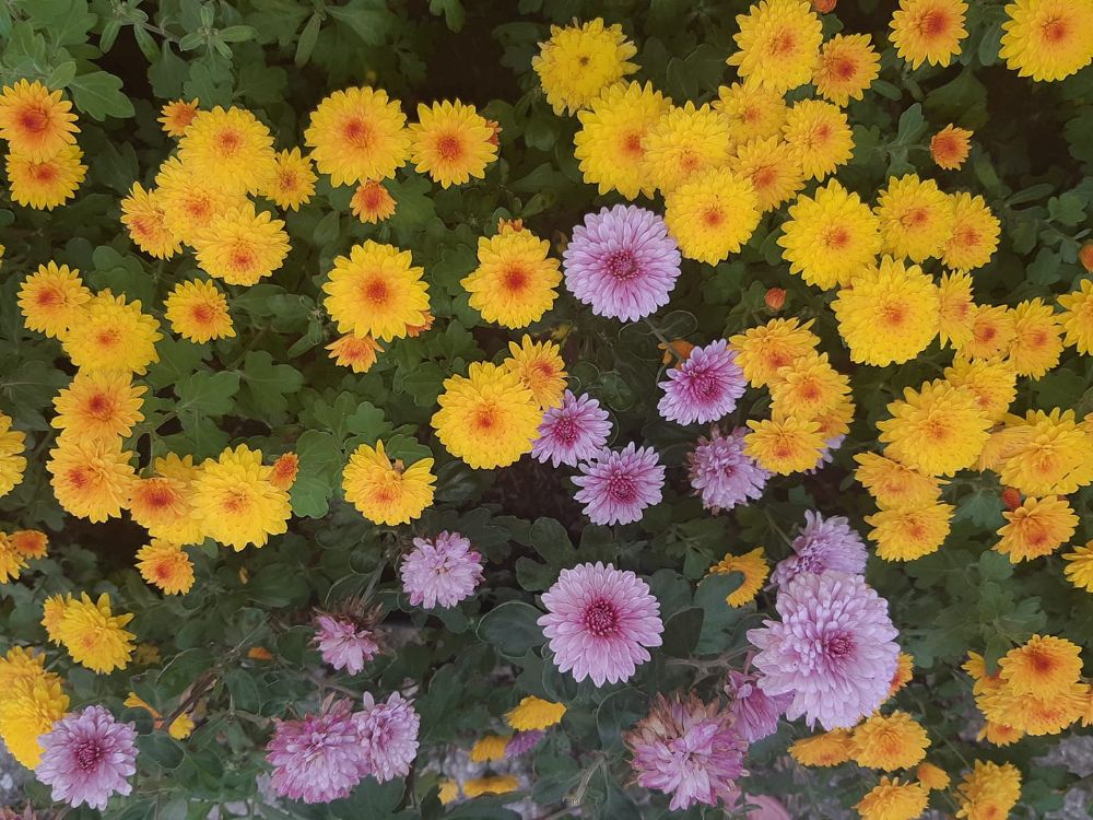 McFadden Cottages - Wasaga Beach Available