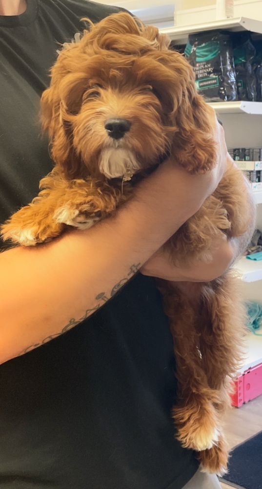 Valley Dog and Cat Hospital Owings Mills Service Pet Grooming