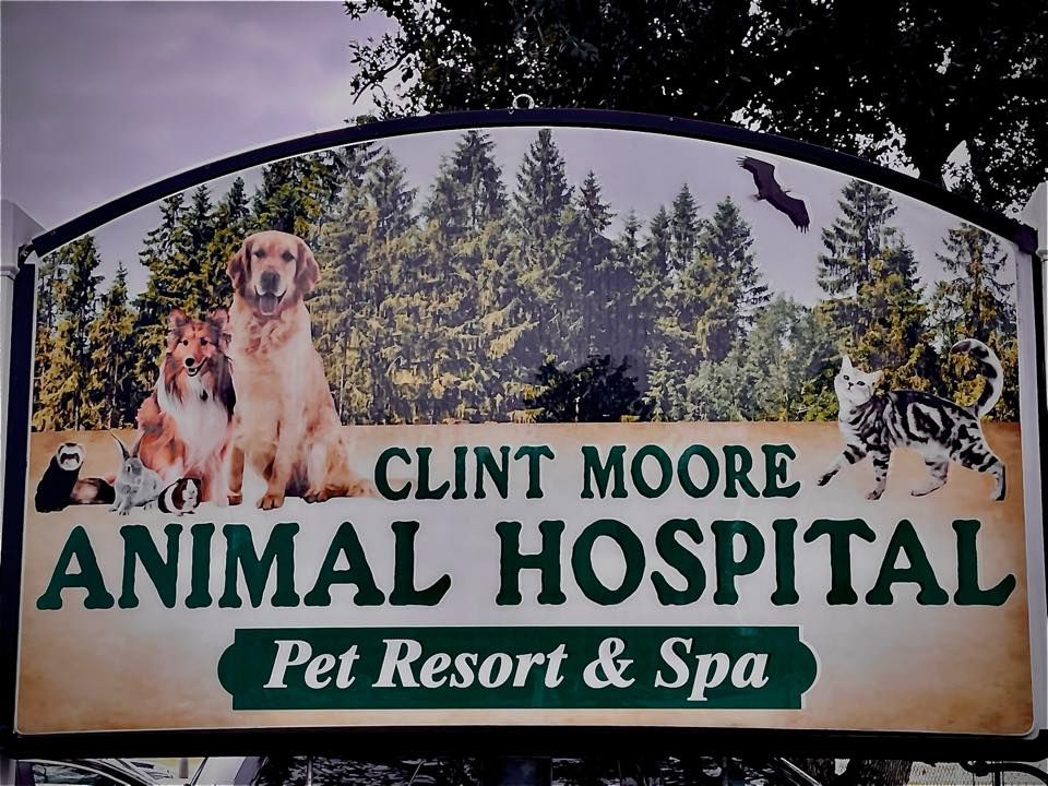 Clint Moore Animal Hospital - Boca Raton Informative