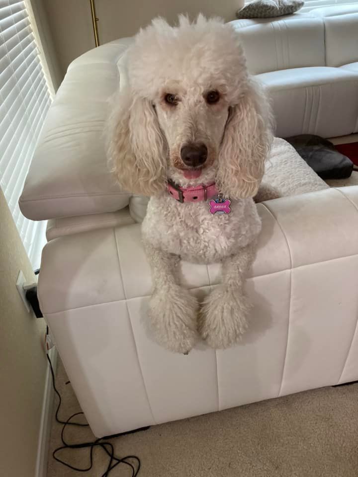 Debbie's Pet and House Sitting - Bellevue Appearance