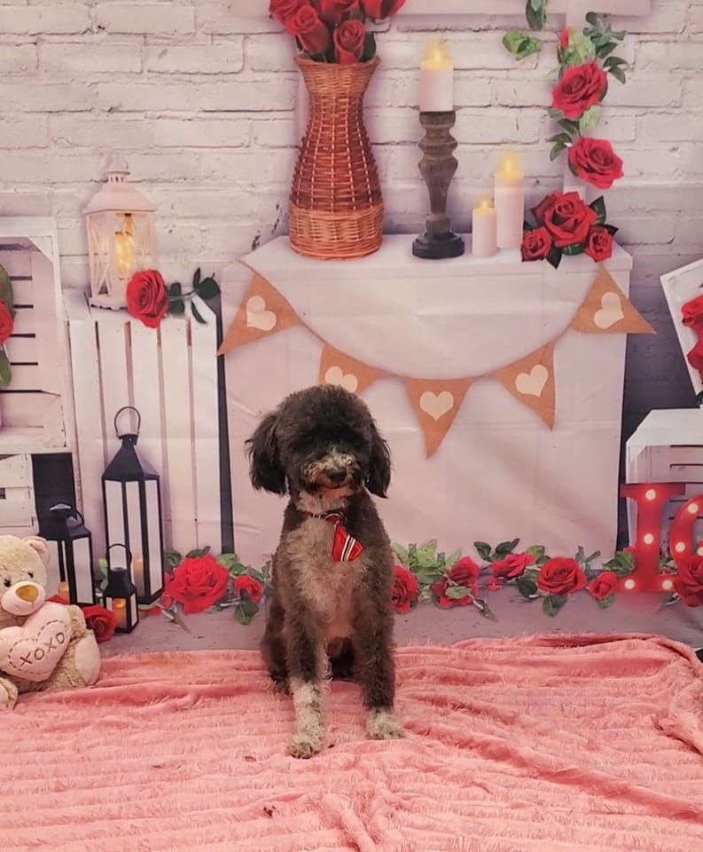 Happy Tails Grooming and Boarding - Dobson Wheelchairs