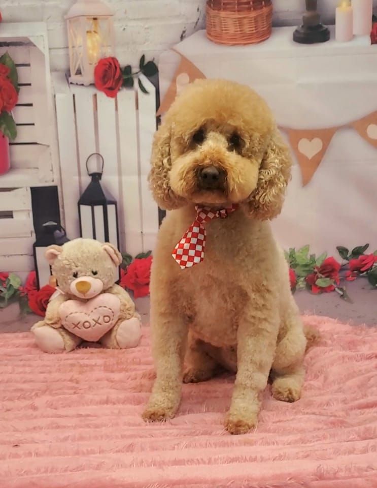 Happy Tails Grooming and Boarding - Dobson Maintenance