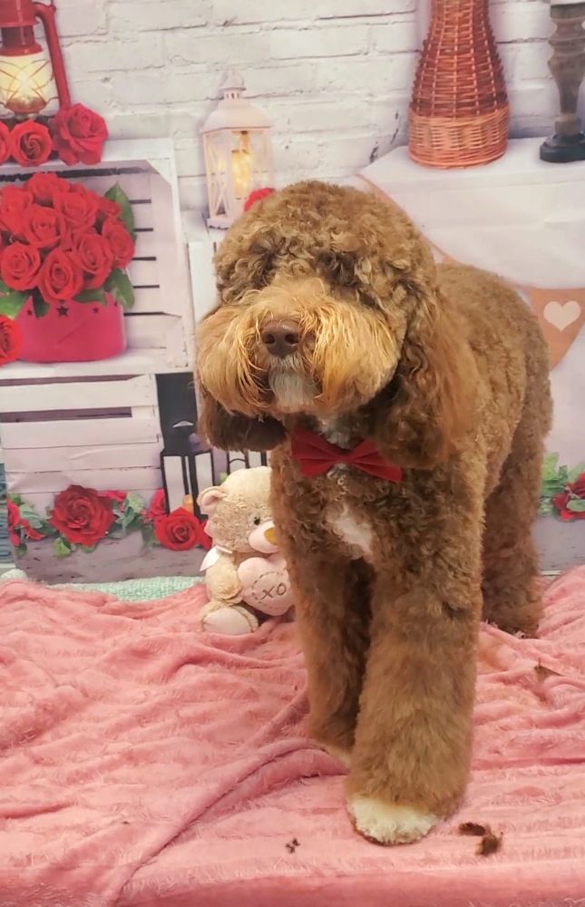 Happy Tails Grooming and Boarding - Dobson Reasonably