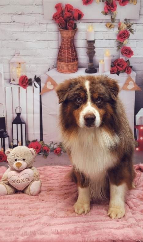 Happy Tails Grooming and Boarding - Dobson Documented