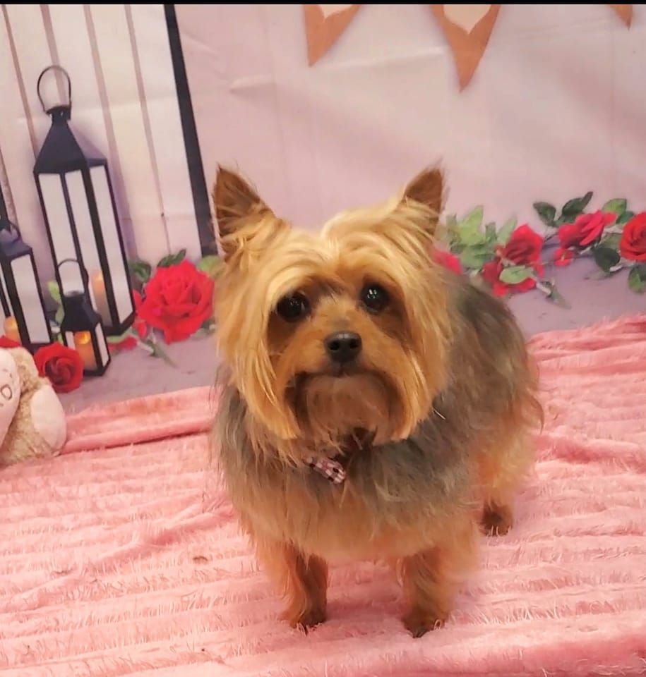 Happy Tails Grooming and Boarding - Dobson Thumbnails