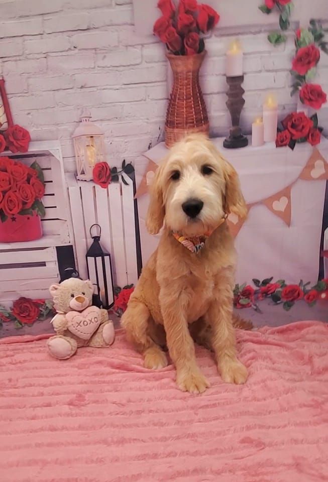 Happy Tails Grooming and Boarding - Dobson Appearance