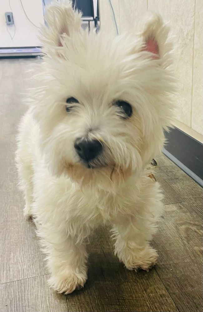 Valley Dog and Cat Hospital Owings Mills Service Pet Grooming