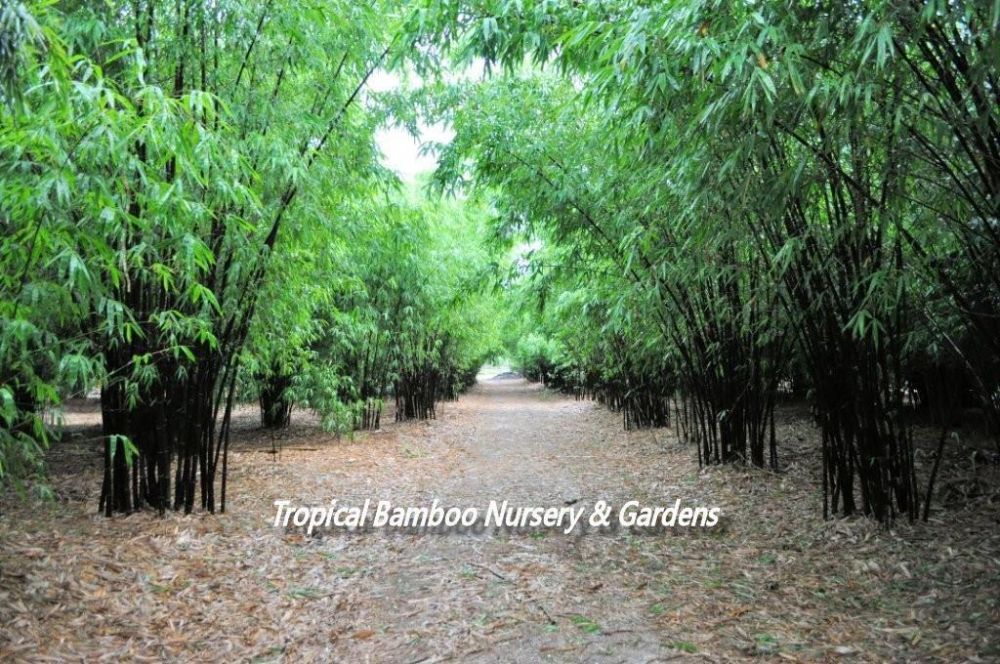 Tropical Bamboo Nursery & Gardens - Loxahatchee Reasonably