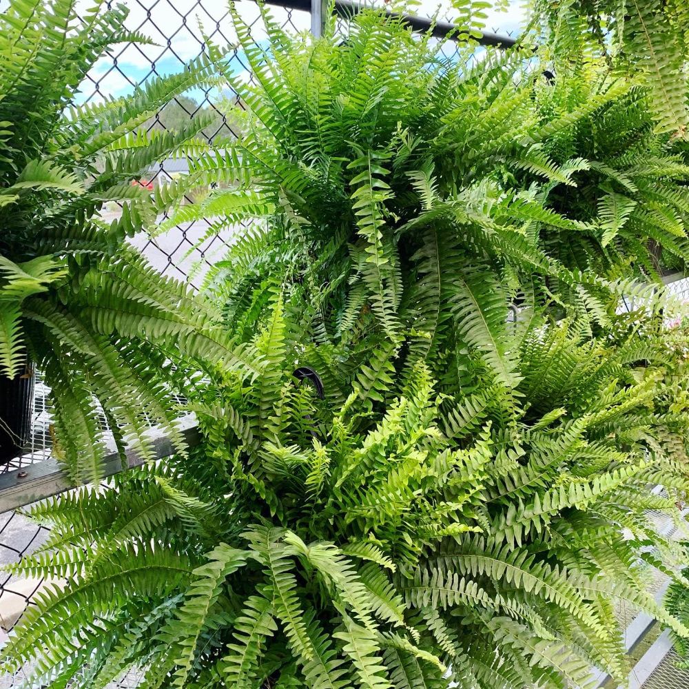 C & W Hardware True Value - Dawsonville Accommodate