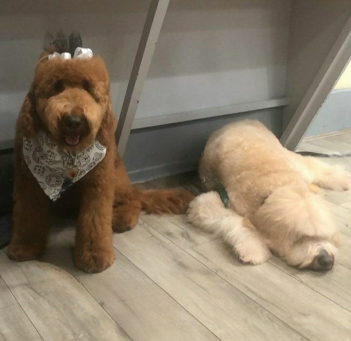 Laura's Classy Canines - Davie Information