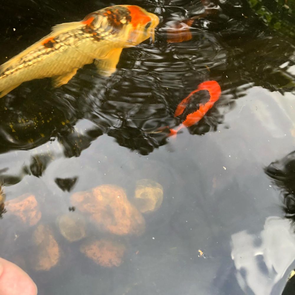 Koi Smart Pond Supply Store - Riviera Beach Combination