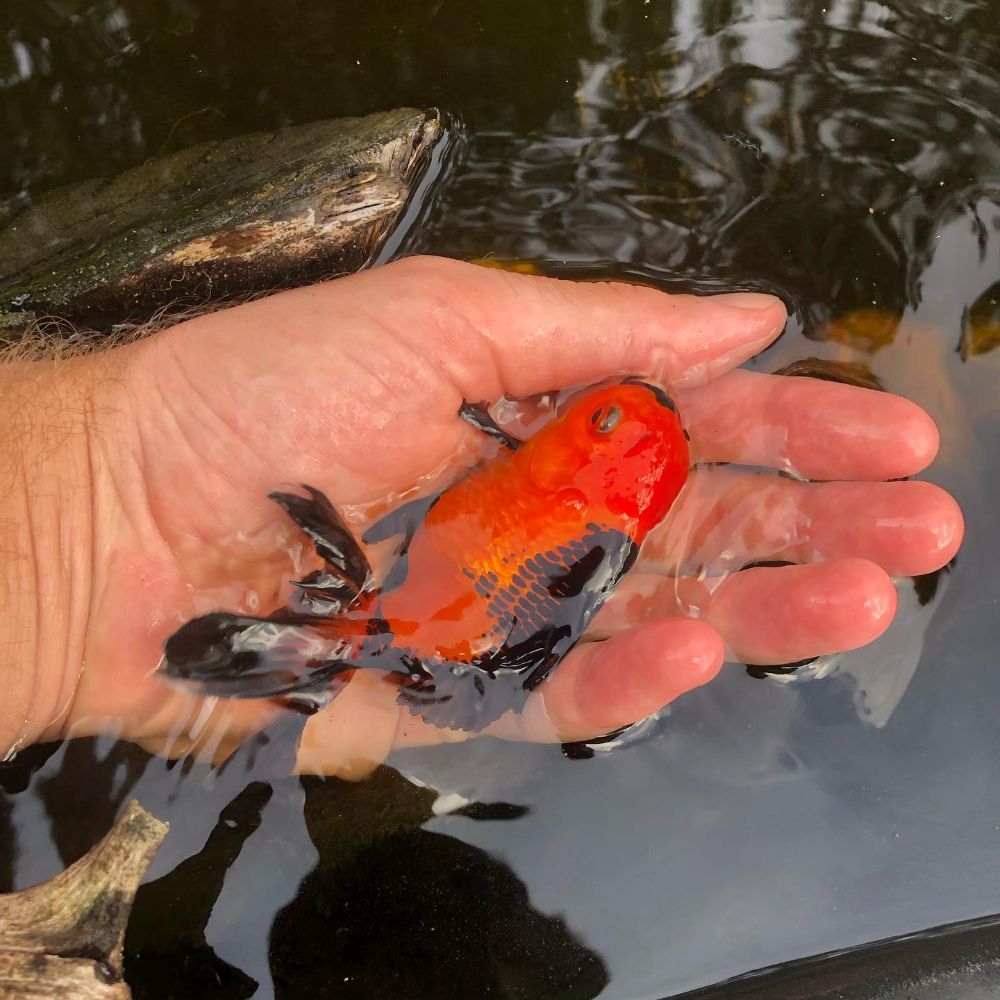 Koi Smart Pond Supply Store - Riviera Beach Accessories