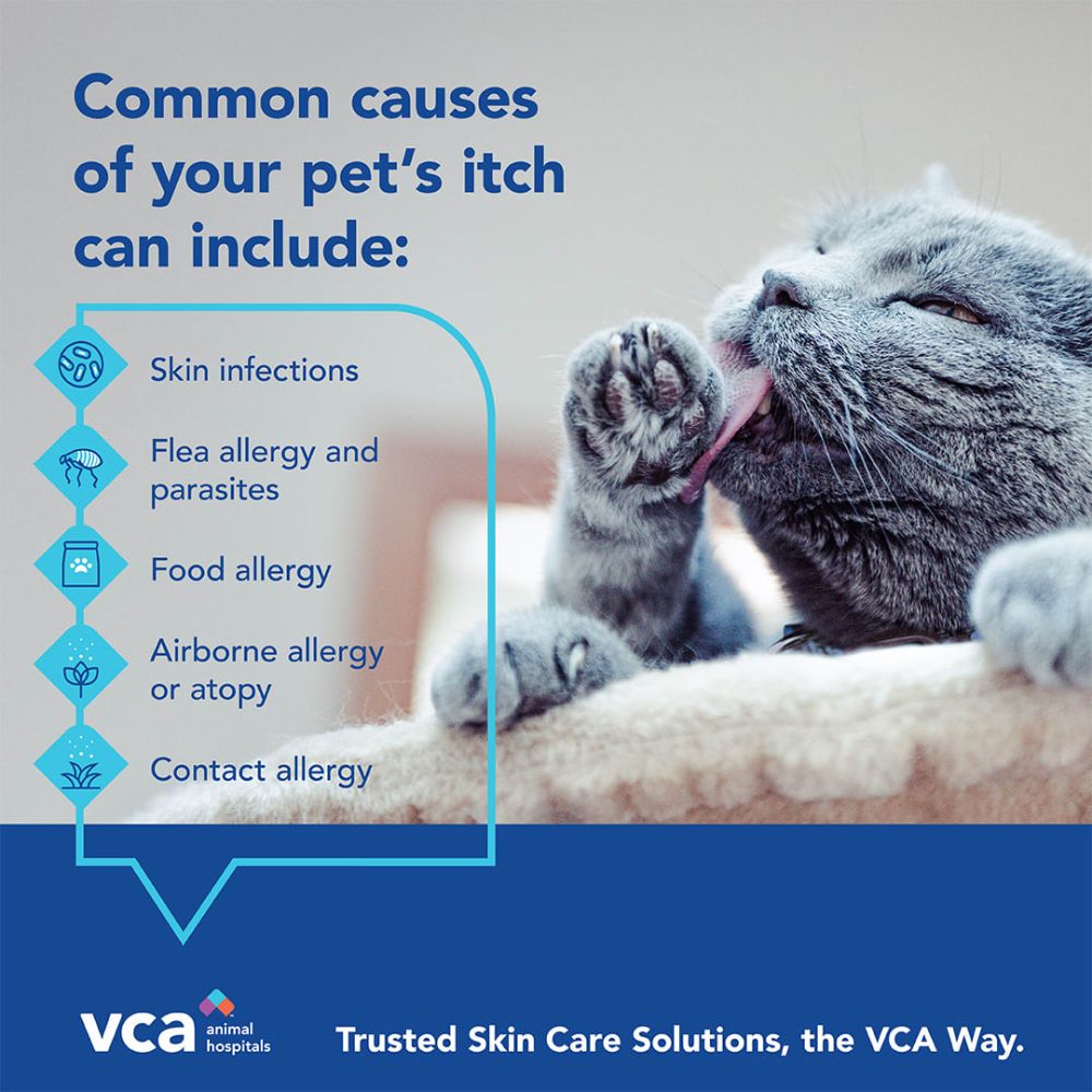 VCA Animal Hospitals - Fort Lauderdale Accommodate