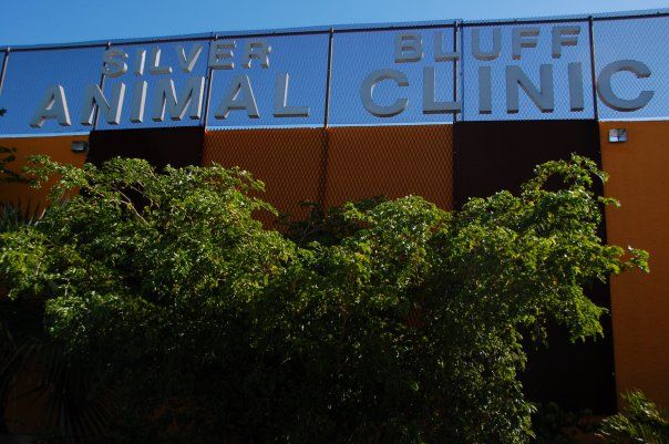 Silver Bluff Animal Clinic - Miami Informative