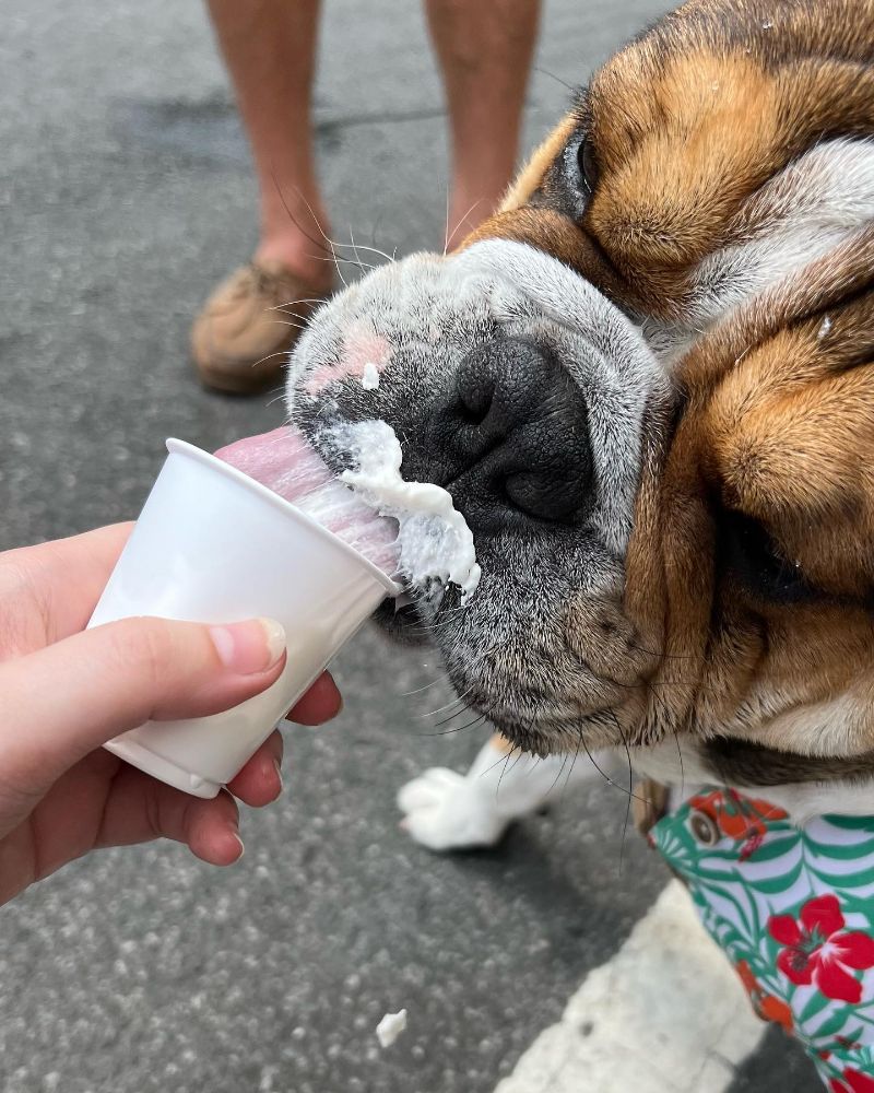 Biscuits & Bath - New York Veterinary