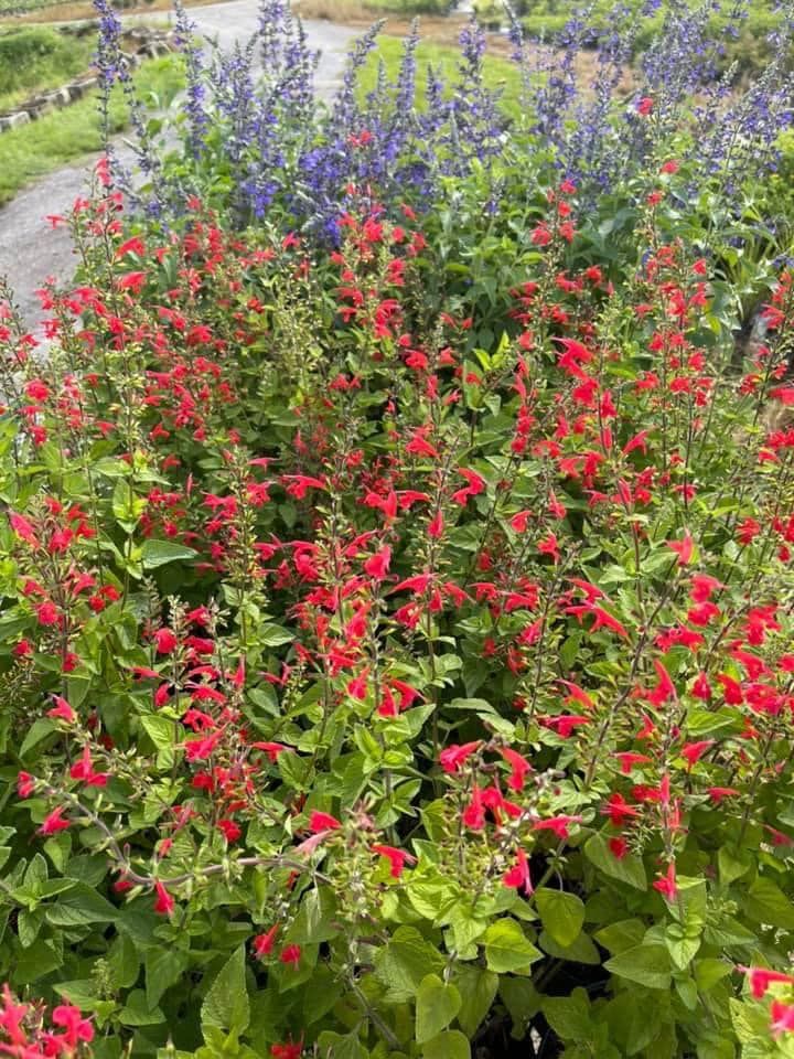 Southern Native Nursery - Loxahatchee Combination