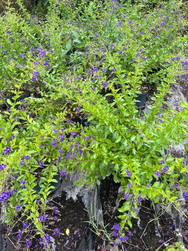 Southern Native Nursery - Loxahatchee Information